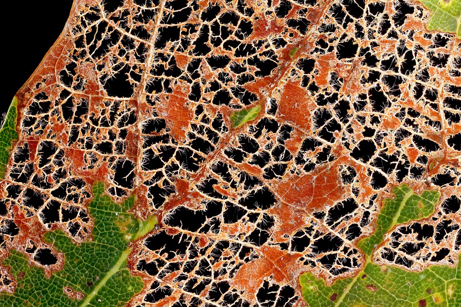 Eaten-Leaf-White-Oak-Close-Up 2012-08-02-15.48.47-ZS-PMax (7700429782)