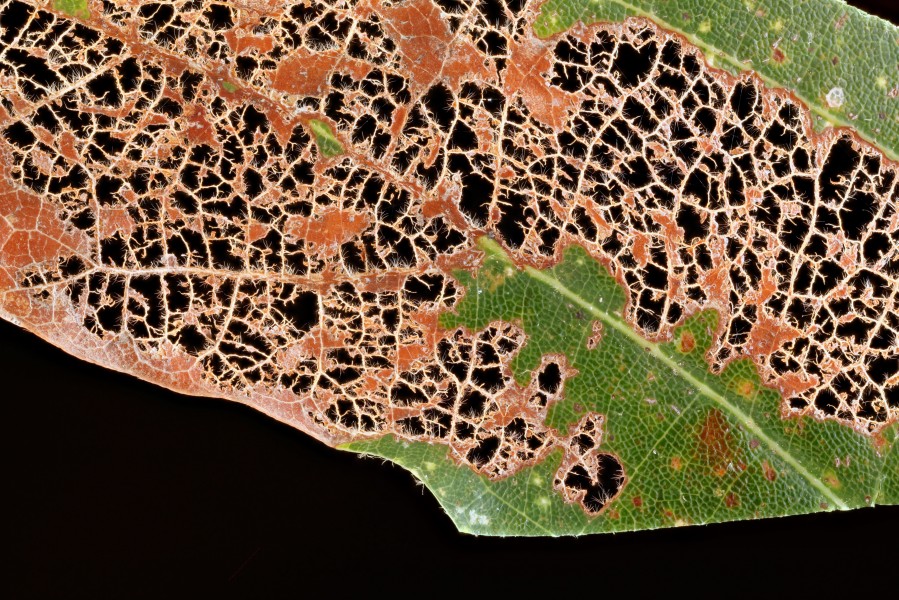 Eaten-Leaf-White-oak-Far-Away 2012-08-02-15.53.06-ZS-PMax (7700434474)