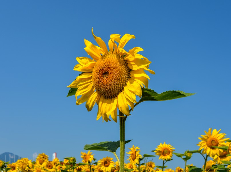Eberndorf Köcking Sonnenblumenfeld Biohof Tomic 18072014 0787