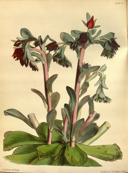 Echeveria fulgens Paxton 073