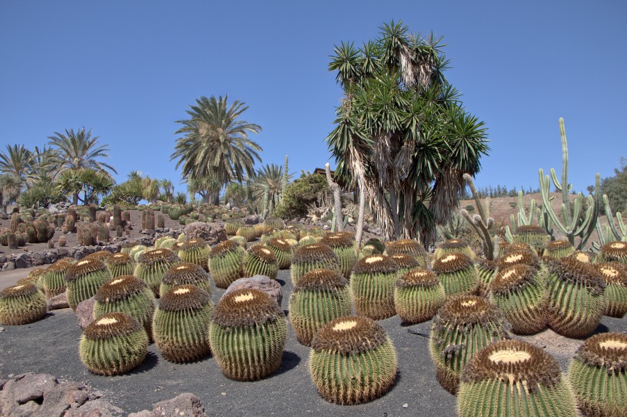 Echinocactus grusonii - Oasis Park - 001