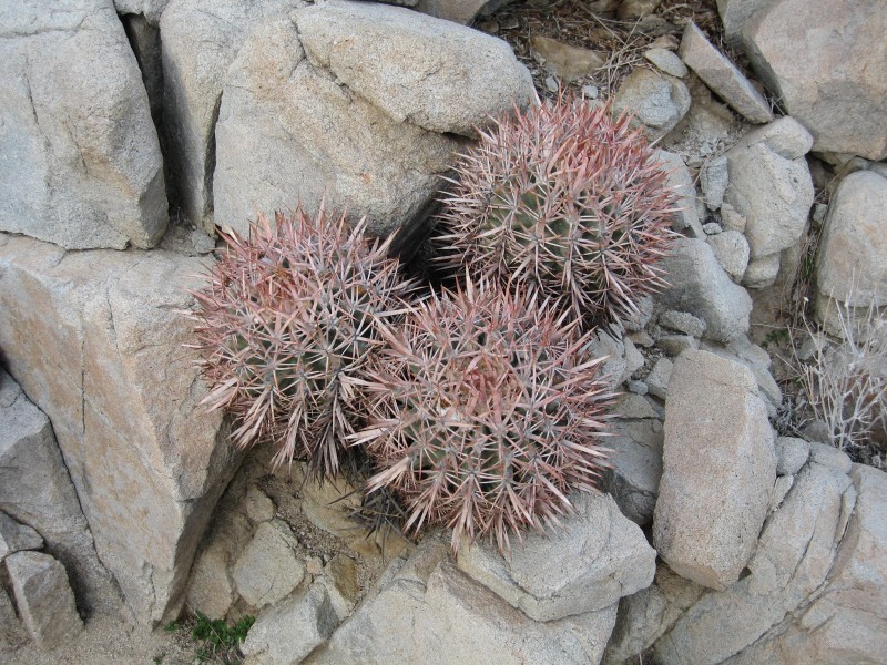 Echinocactus polycephalus, Section 6, BLM 0371 RobbHannawacker