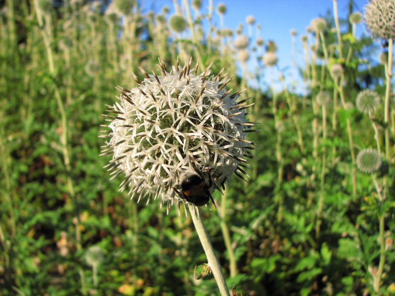 Echinops-sphaerocephalus-bumblebee-0a