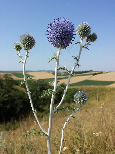 Echinops ritro subsp. ruthenicus sl2