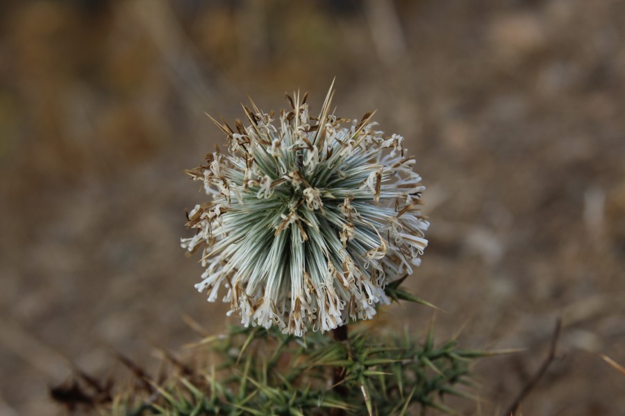 Echinops spinosissimus (KPFC) 05