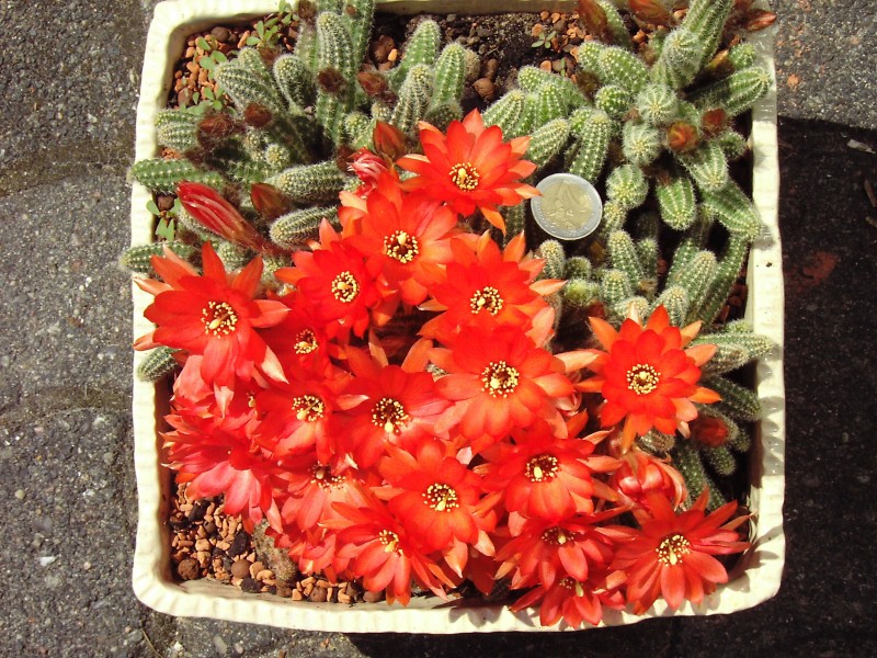 Echinopsis chamaecereus.2006-06-09.1.uellue