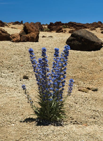 Echium auberianum LC0202