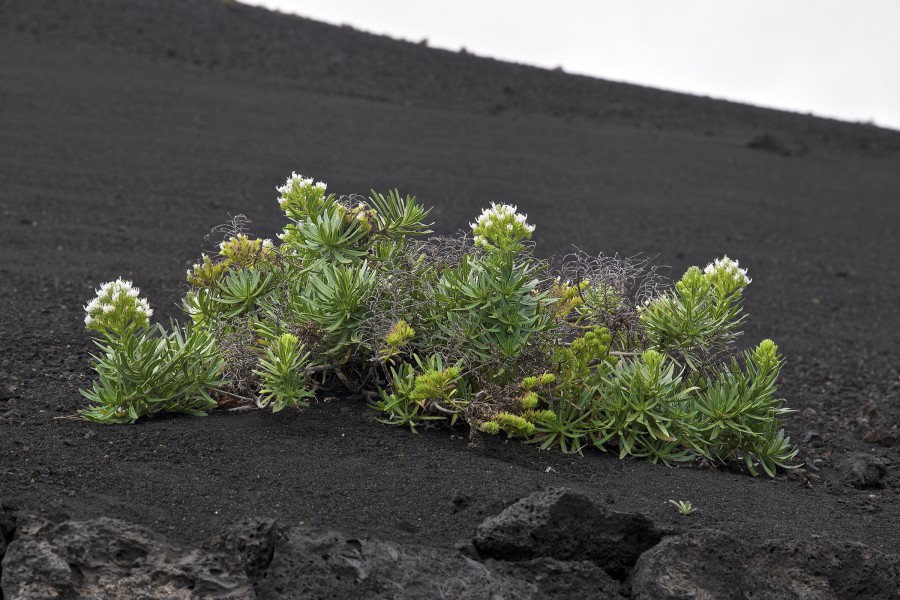 Echium brevirame LC0411