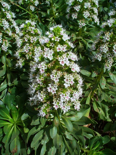 Echium decaisnei purpuriense 002