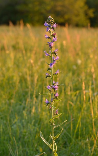 Echium vulgare - harilik ussikeel