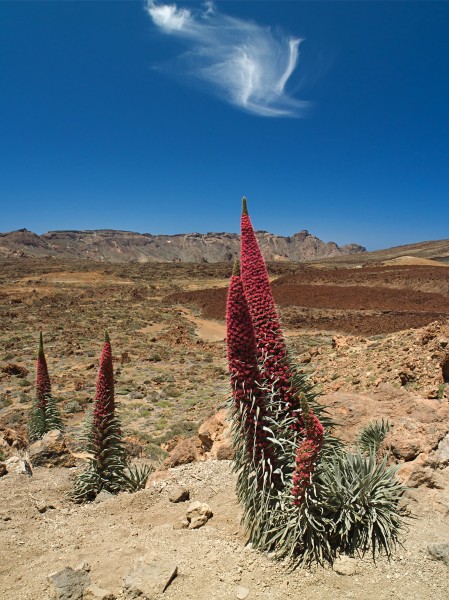Echium wildpretii LC0203