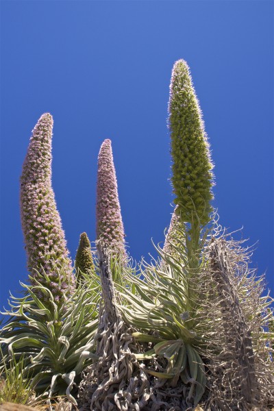 Echium wildpretii LC0408