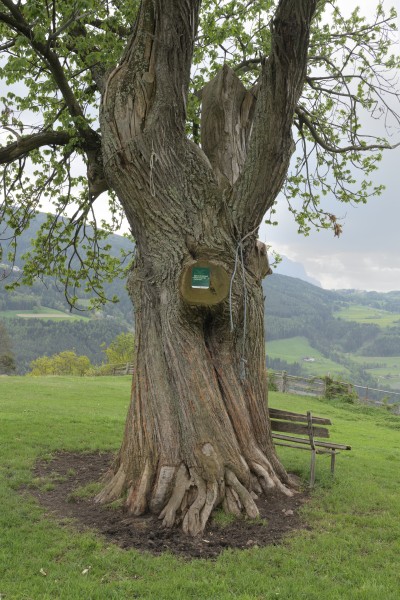 Edelkastanie III Moar zu Viersch Klausen