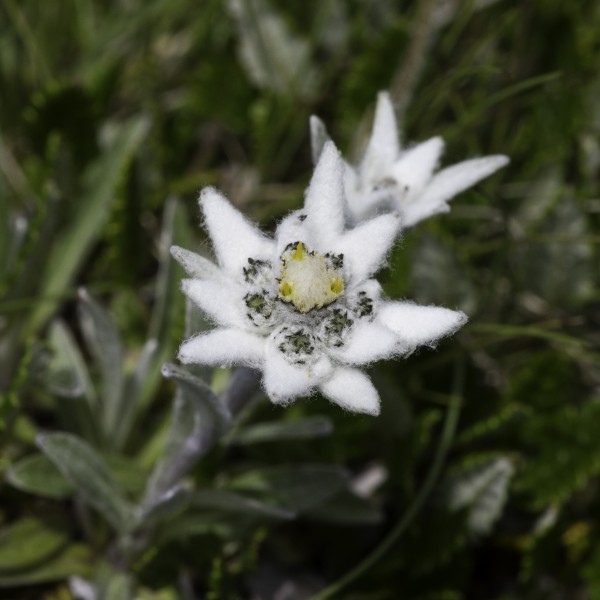 Edelweiss Elsighorn