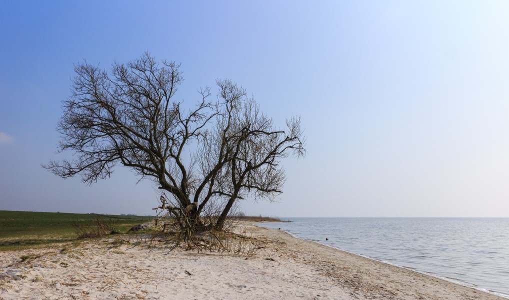 Eenzame boom op het strand. Locatie Mirnser Klif 01