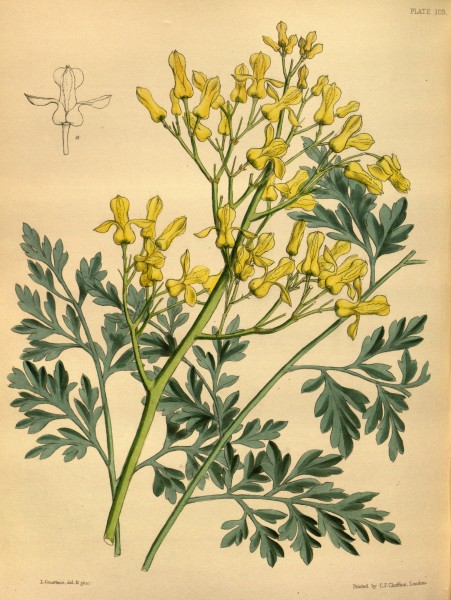 Ehrendorferia chrysantha Paxton 103