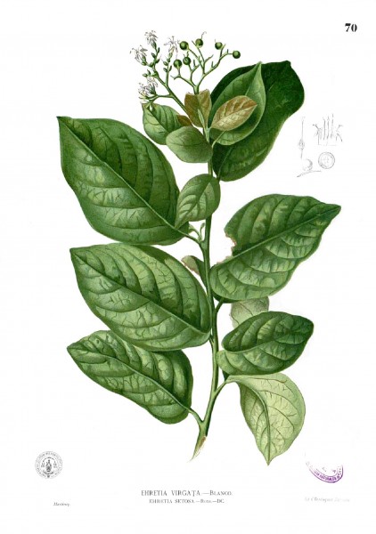 Ehretia acuminata Blanco1.70
