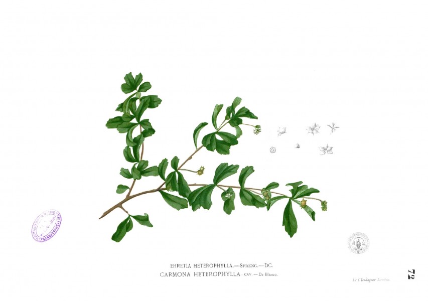 Ehretia buxifolia Blanco1.72