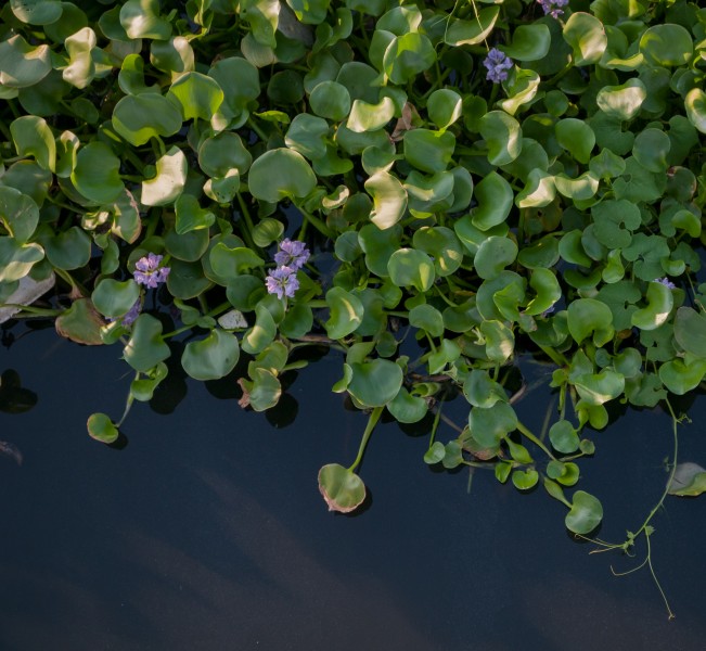 Eichhornia crassipes from Maracaibo