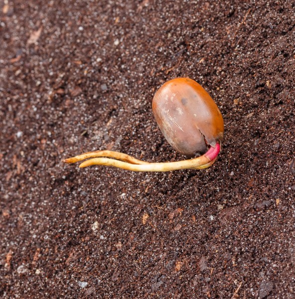 Eikel van een zomereik met wortelkiem (Quercus robur) 01