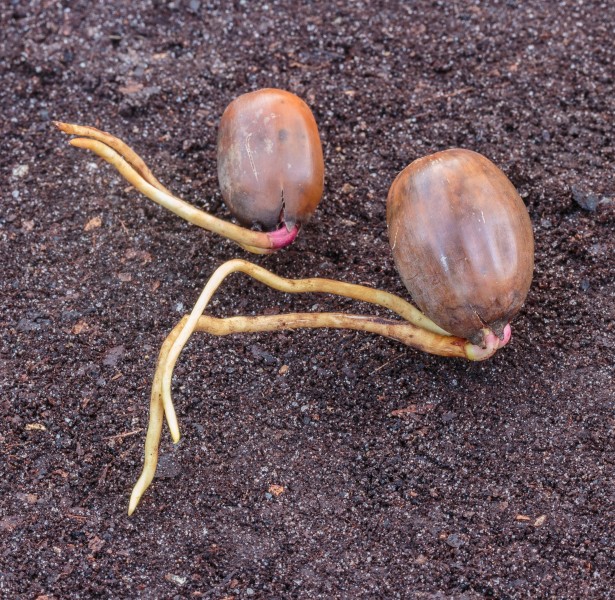 Eikels van een zomereik met wortelkiem (Quercus robur) 02