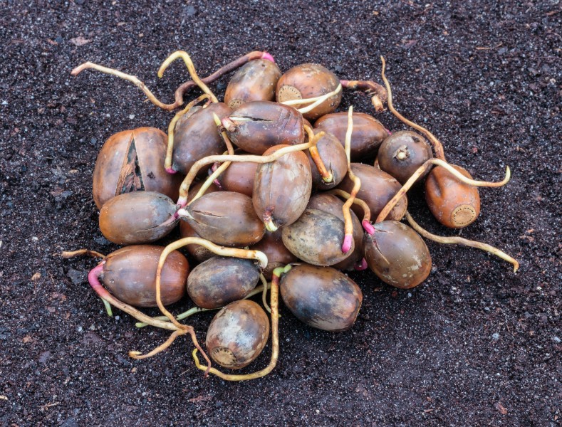 Eikels van een zomereik met wortelkiem (Quercus robur) 04