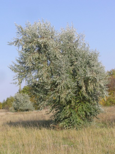 Elaeagnus angustifolia (habitus)