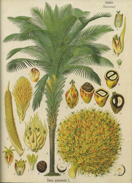 Elaeis guineensis - Köhler–s Medizinal-Pflanzen-056