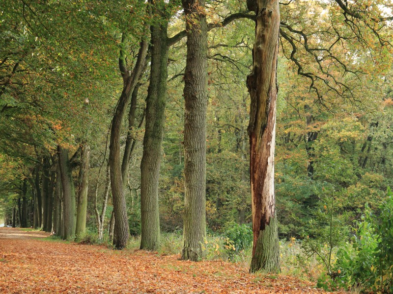 Elfbergen Gaasterland. Dode eik (Quercus) 01