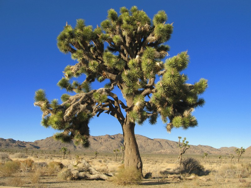 Elmer Tree (Yucca brevifolia); Desert Queen Valley