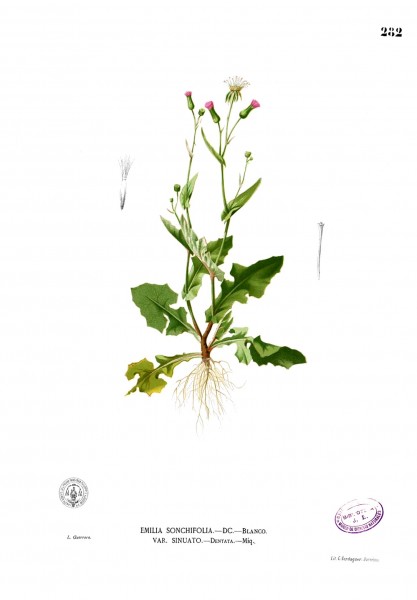 Emilia sonchifolia Blanco2.282