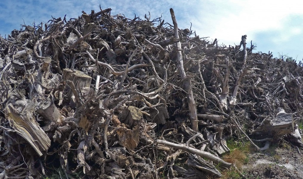 Empilement de souches de pins après désouchage d'une coupe rase 2018 Landes de Gascogne 03