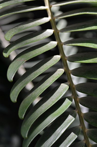 Encephalartos woodii Frond
