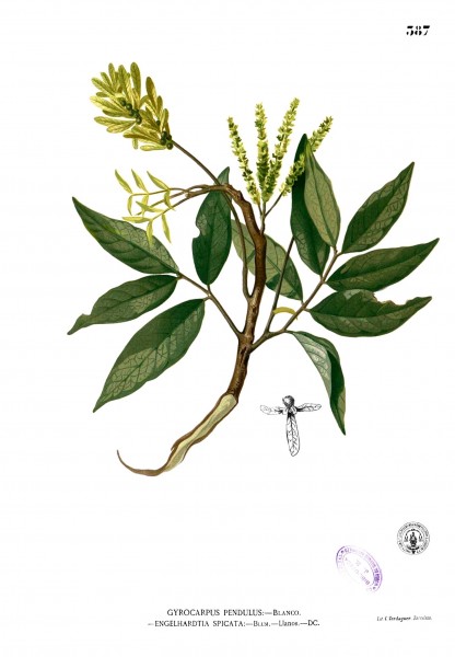 Engelhardtia spicata Blanco2.387