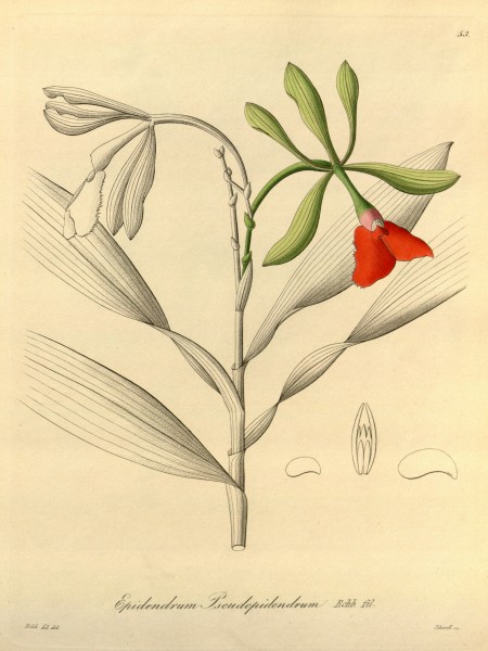 Epidendrum pseudepidendrum - Xenia vol 1 pl 53 (1858)