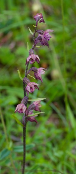 Epipactis atrorubens Braunrote Stendelwurz Warburger Börde 2014