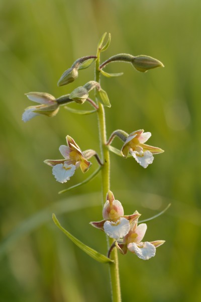 Epipactis palustris - soo-neiuvaip