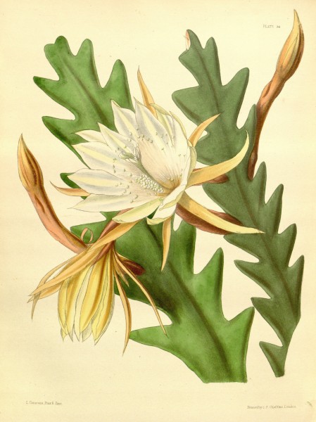 Epiphyllum anguliger Paxton 034