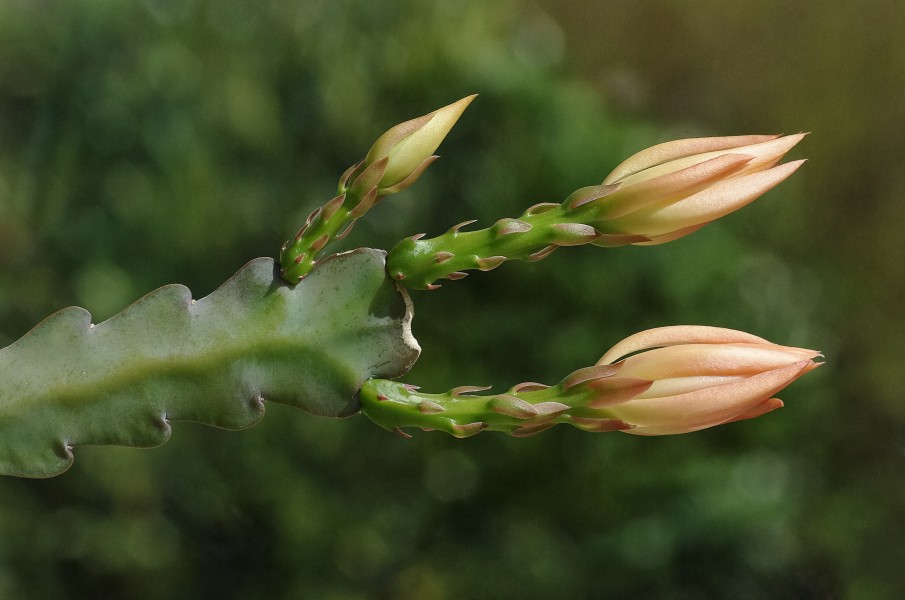 Epiphyllum fleurissant FR 2013