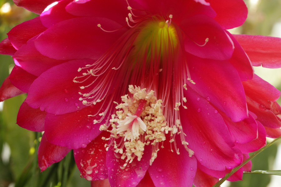 Epiphyllum sp. (28297076728)