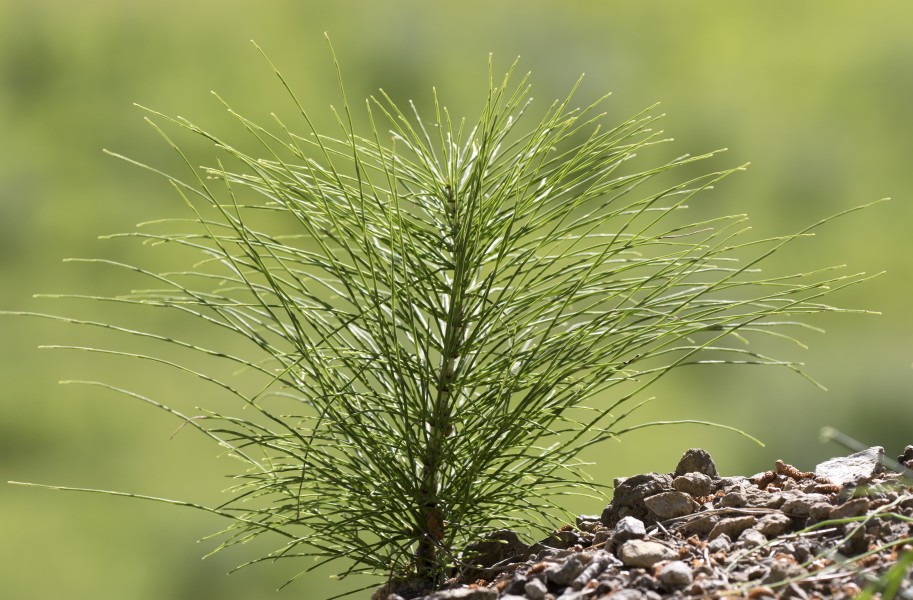 Equisetum arvense - Field horsetail 04