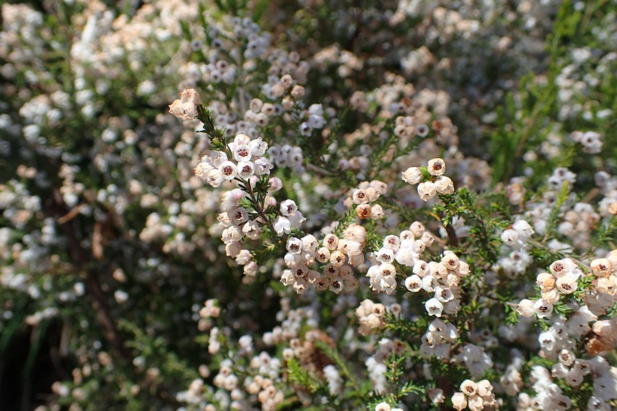 Erica hirtiflora kz01