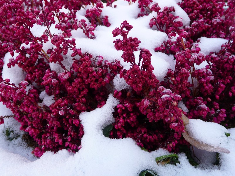 Erica im Schnee
