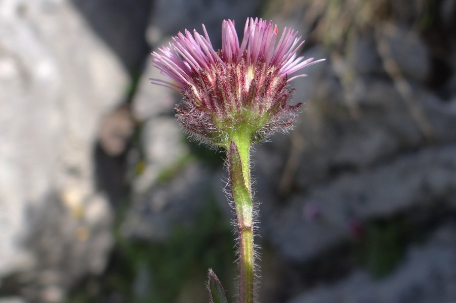 Erigeron uniflorus T82