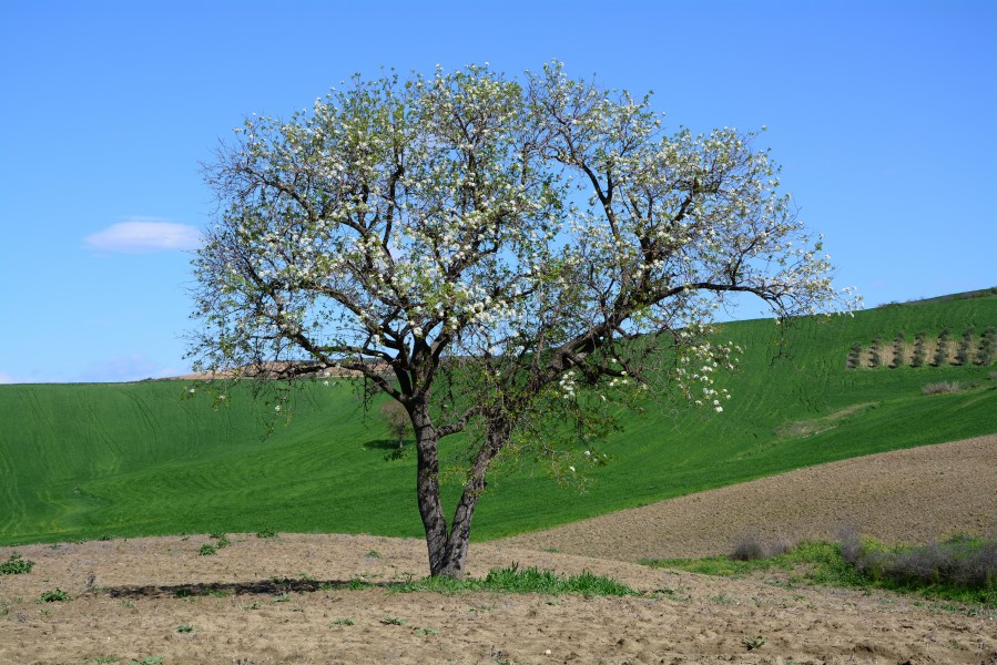 Erik - Prunus sp 02