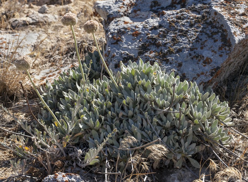 Eriogonum callistum (Tehachapi buckwheat) (7553623912)