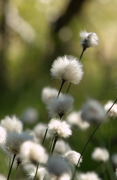 Eriophorum vaginatum LC0042