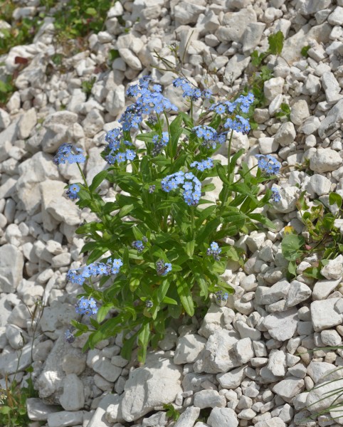 Eritrichium nanum Dantersasc