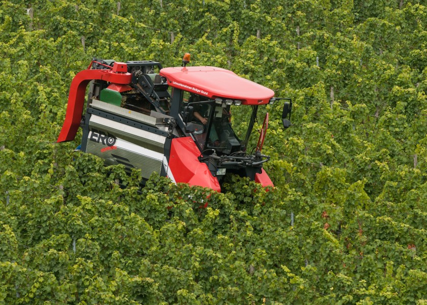 ERO Grapeliner SF200 in vineyards 140924 1