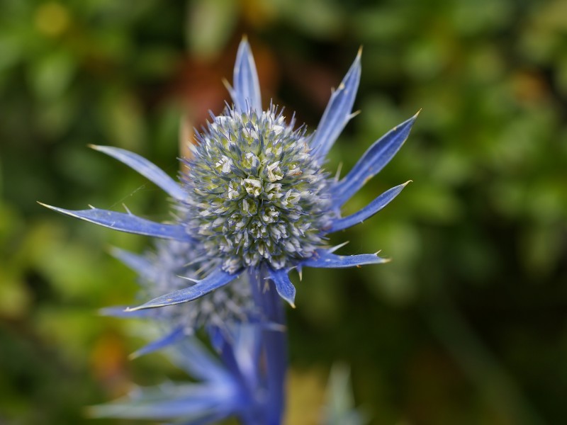 Eryngium bourgatii